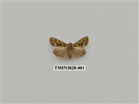 藏品(夜蛾683)的圖片